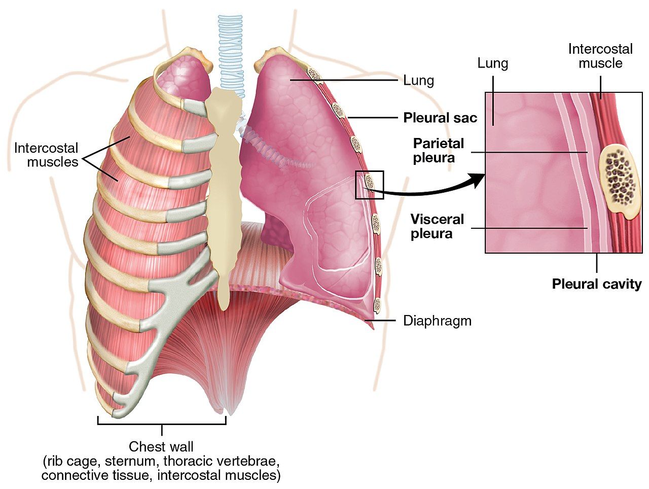 By OpenStax College - Anatomy & Physiology, Connexions Web site. http://cnx.org/content/col11496/1.6/, Jun 19, 2013., CC BY 3.0, https://commons.wikimedia.org/w/index.php?curid=30148380